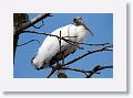Wood Stork