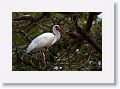 White Ibis