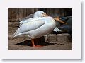 Injured White Pelican