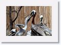 Injured Brown Pelicans raise their young which are release to the wild when ready
