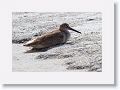 Willet