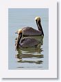 Brown Pelicans