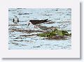 Adult Black Skimmers and 2+ week old chicks on beach next to Suncoast Seabird Sanctuary