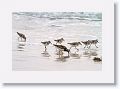 Ruddy Turnstones