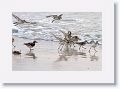 Ruddy Turnstones