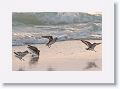 Ruddy Turnstones