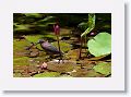 Green Heron