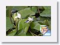NarivaSwamp * (43 Slides)