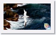 Tobago * (345 Slides)