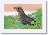 Female Blackbird