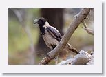 Hooded Crow