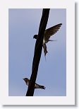 Barn Swallows