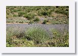 Even More Lavender