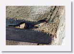 Barn Swallows