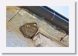 House Martin
