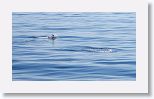 Bottlenose Dolphin