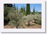 Olive trees