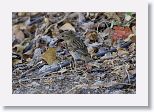 House Sparrow
