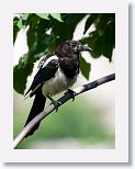 Common Magpie