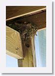 Eastern Phoebe nest with 3 chicks