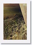 Eastern Phoebe nest with 3 chicks