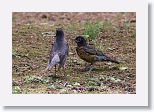 American Robins