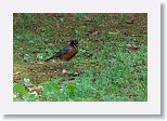 American Robin