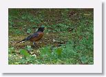 American Robin