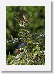 Sparrow
