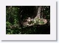 Mexican gray wolf