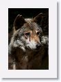 Mexican gray wolf
