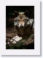 Mexican gray wolf
