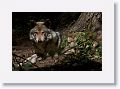 Mexican gray wolf