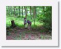 Mexican gray wolves