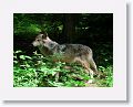 Mexican gray wolf