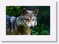 Mexican gray wolf