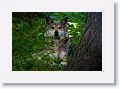 Mexican gray wolf