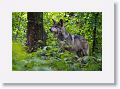 Mexican gray wolf