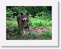 Mexican gray wolf