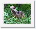Mexican gray wolf
