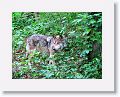 Mexican gray wolf