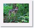 Mexican gray wolf