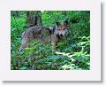 Mexican gray wolf