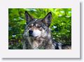 Mexican gray wolf