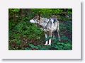 Mexican gray wolf
