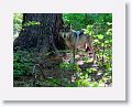 Mexican gray wolf