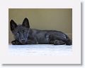 Canadian/ Rocky Mountain gray wolf, Zephyr