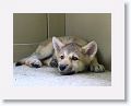 Canadian/ Rocky Mountain gray wolf, Alawa