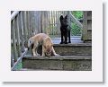 Canadian/ Rocky Mountain gray wolves, Alawa and Zephyr