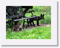 Canadian/ Rocky Mountain gray wolves, Alawa and Zephyr